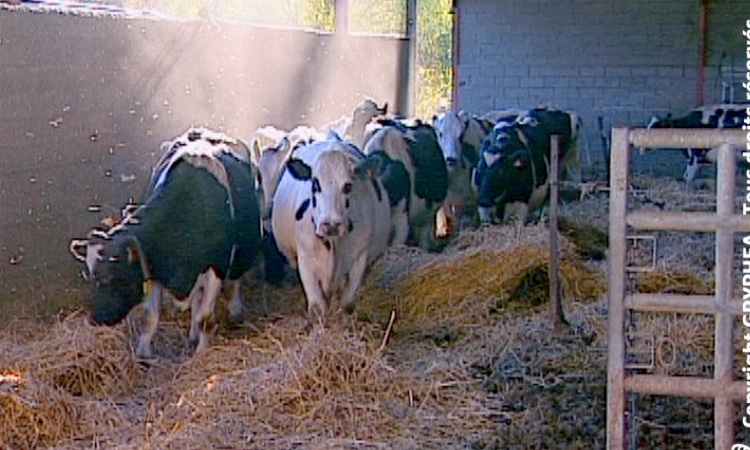 Fabrication du fromage - La production du lait - 4mn 00s